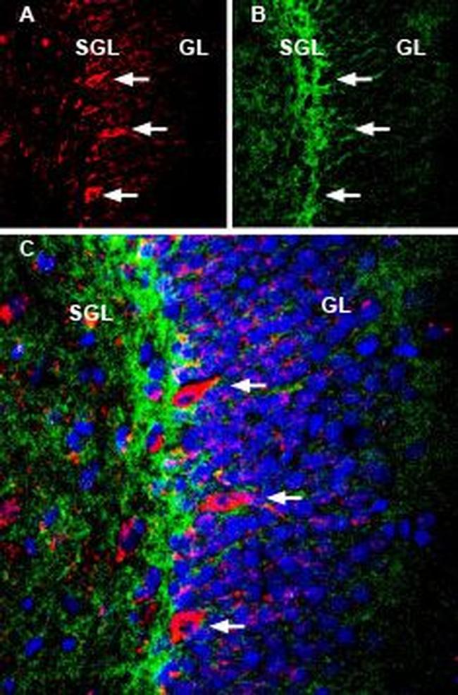 NMDAR1 (GluN1) (extracellular) Antibody in Immunohistochemistry (Frozen) (IHC (F))