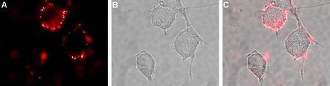 GluR2 (GluA2) (extracellular) Antibody in Immunocytochemistry (ICC/IF)