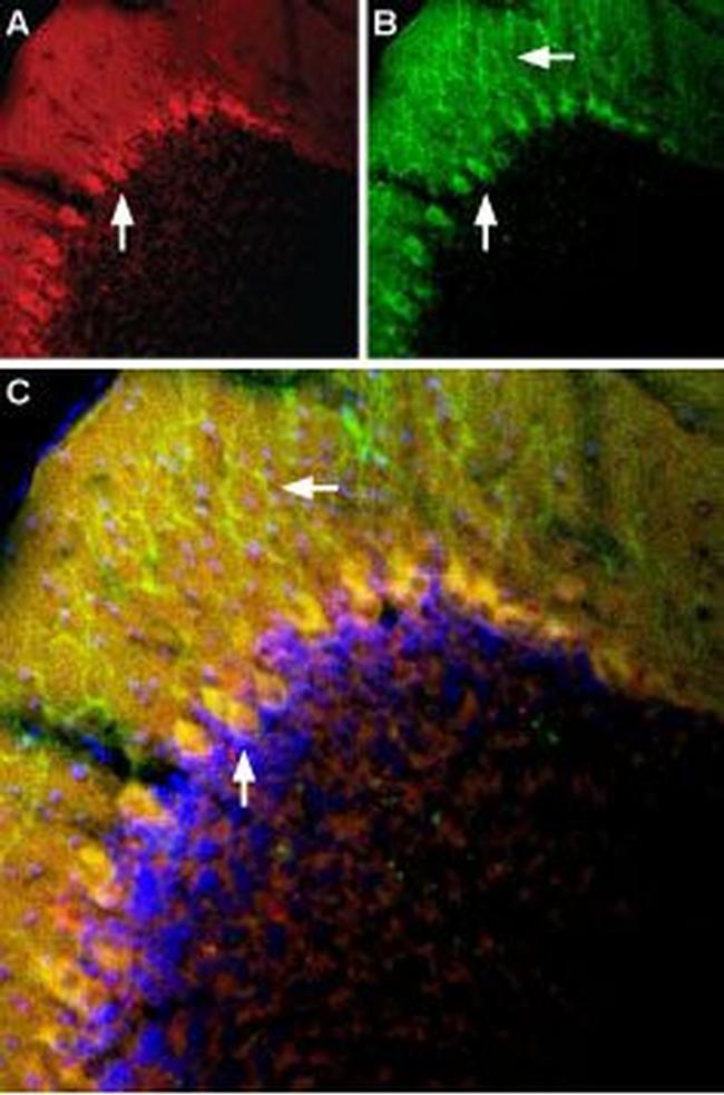 mGluR1 (extracellular) Antibody in Immunohistochemistry (Frozen) (IHC (F))