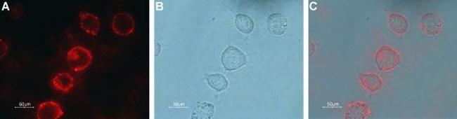 mGluR7 (extracellular) Antibody in Immunocytochemistry (ICC/IF)