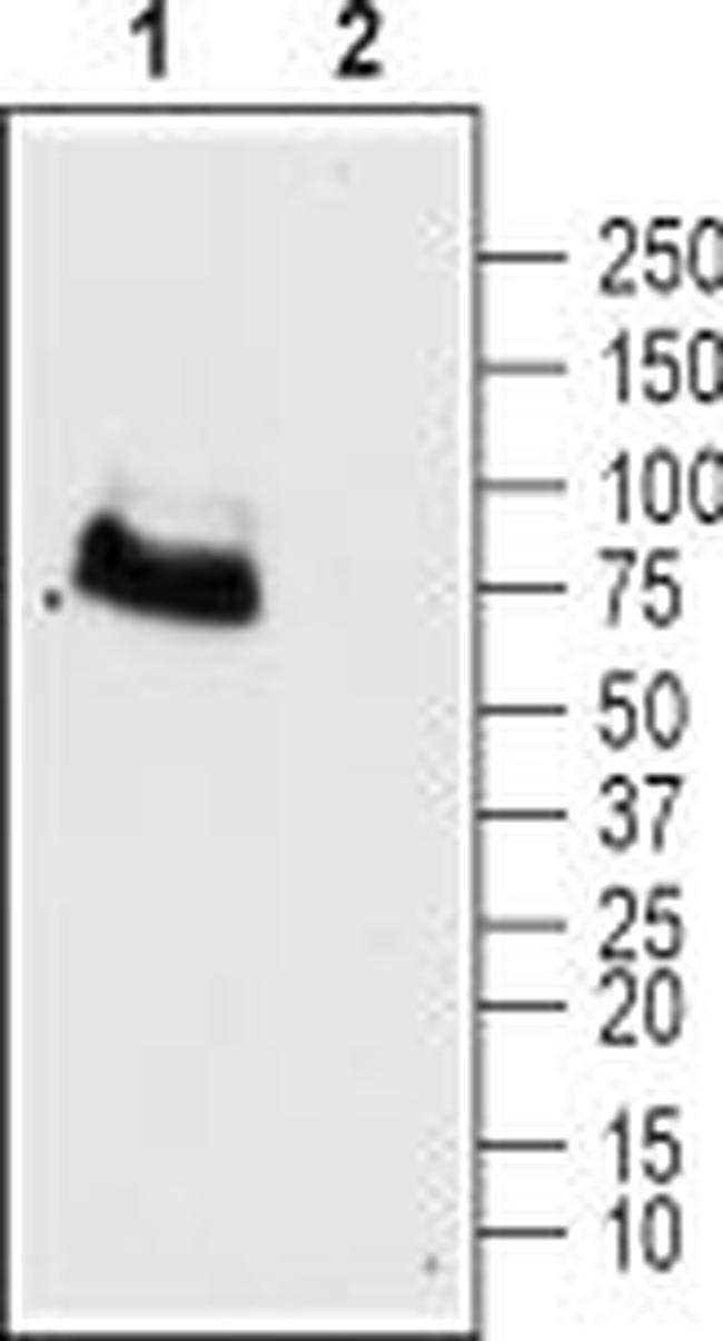 mGluR6 (extracellular) Antibody in Western Blot (WB)