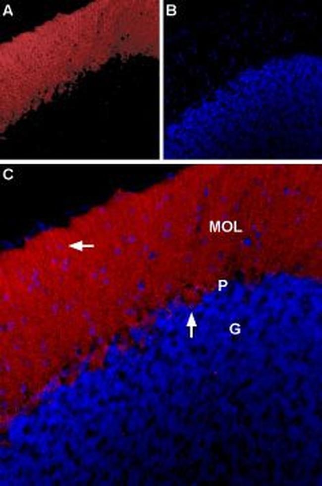 Glycine Receptor alpha 1 Antibody in Immunohistochemistry (IHC)