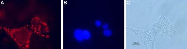 GLP1R (extracellular) Antibody in Immunocytochemistry (ICC/IF)