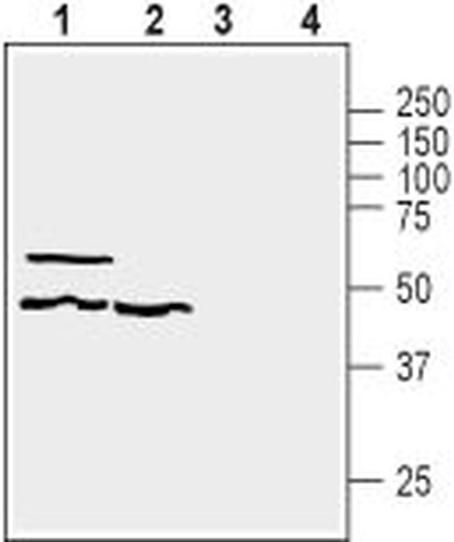 GPR39 (extracellular) Antibody in Western Blot (WB)