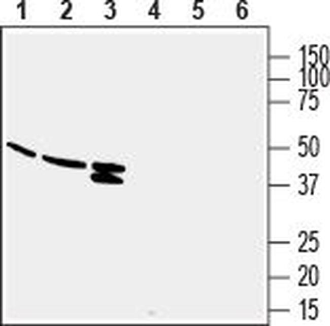 GPR132/G2A (extracellular) Antibody in Western Blot (WB)