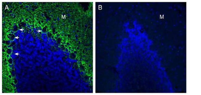 GPR37L1 (extracellular) Antibody in Immunohistochemistry (Frozen) (IHC (F))