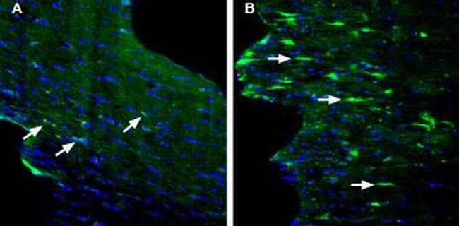 GPR84 (extracellular) Antibody in Immunohistochemistry (Frozen) (IHC (F))