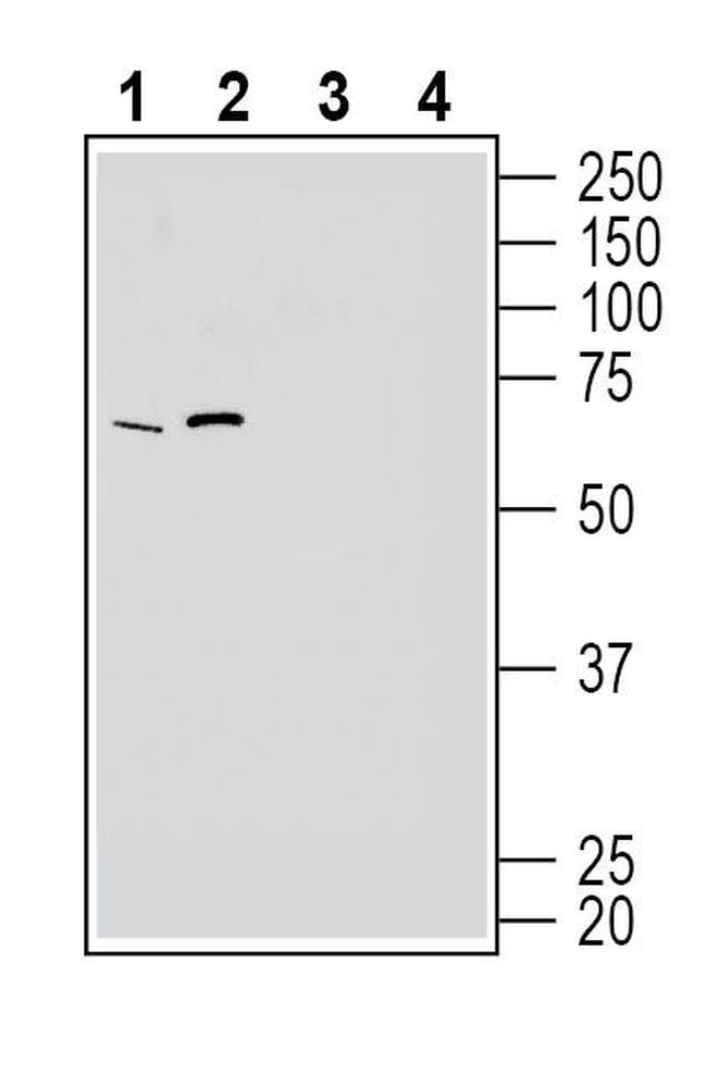 GPR50 Antibody in Western Blot (WB)