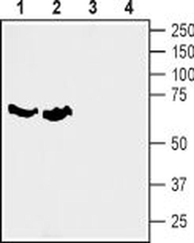 SLC6A7 (Proline Transporter) Antibody in Western Blot (WB)