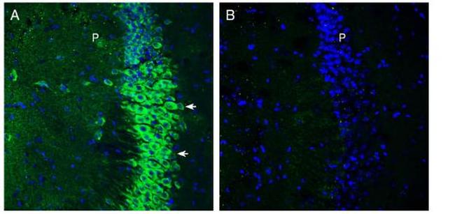 SLC6A15 Antibody in Immunohistochemistry (Frozen) (IHC (F))