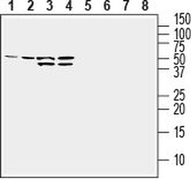 GLUT1 (extracellular) Antibody in Western Blot (WB)