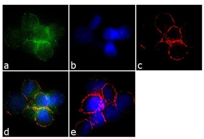 G-CSF Antibody in Immunocytochemistry (ICC/IF)