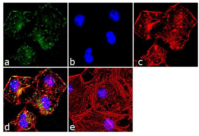 Paxillin Antibody in Immunocytochemistry (ICC/IF)