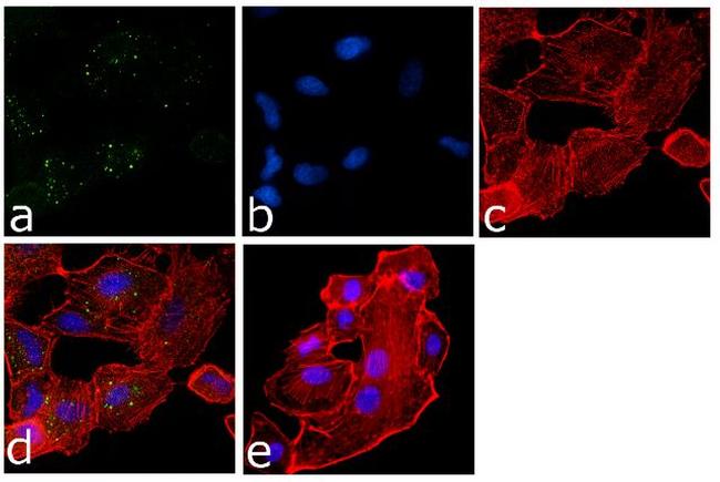 EIF2S1 Antibody in Immunocytochemistry (ICC/IF)