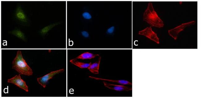 STAT1 Antibody in Immunocytochemistry (ICC/IF)