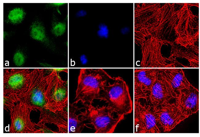 p38 MAPK Antibody in Immunocytochemistry (ICC/IF)