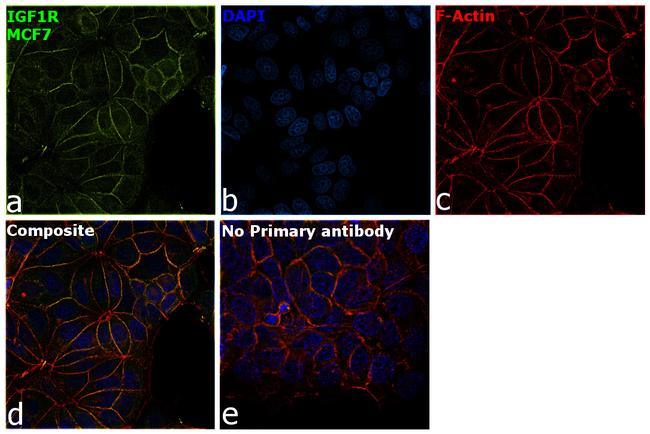 IGF1R beta Antibody in Immunocytochemistry (ICC/IF)