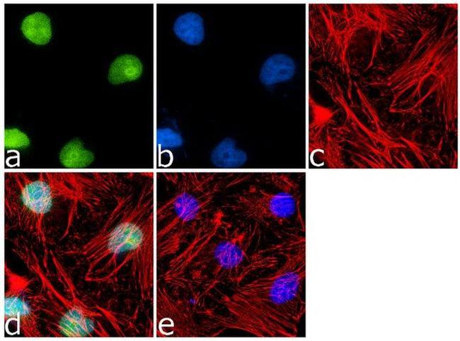 LKB1 Antibody in Immunocytochemistry (ICC/IF)