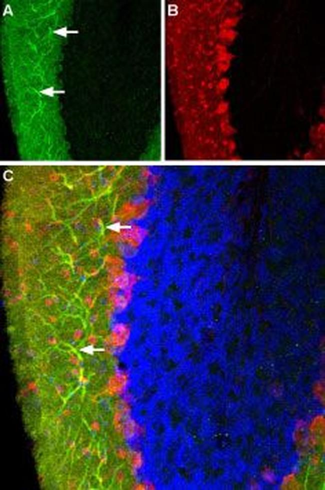 Histamine H3 Receptor (HRH3) Antibody in Immunohistochemistry (Frozen) (IHC (F))