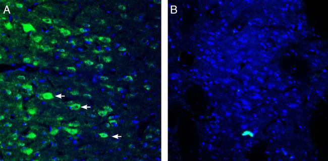 GPR109A/HCAR2 (extracellular) Antibody in Immunohistochemistry (Frozen) (IHC (F))