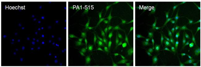 ARNT Antibody in Immunocytochemistry (ICC/IF)