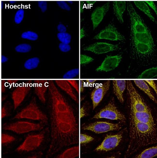 AIF Antibody in Immunocytochemistry (ICC/IF)