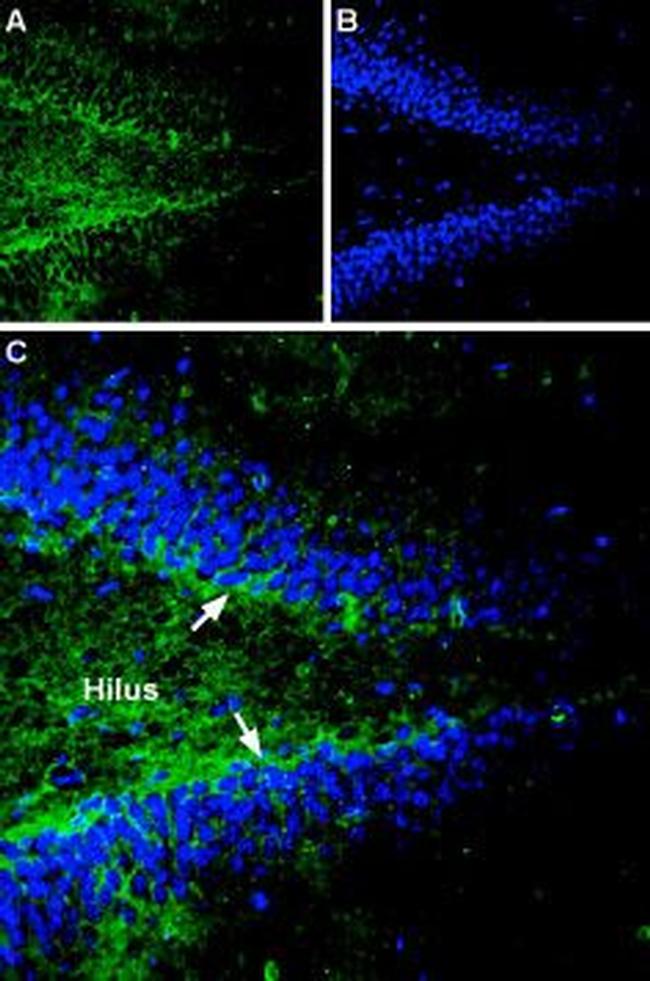 Gephyrin Antibody in Immunohistochemistry (IHC)