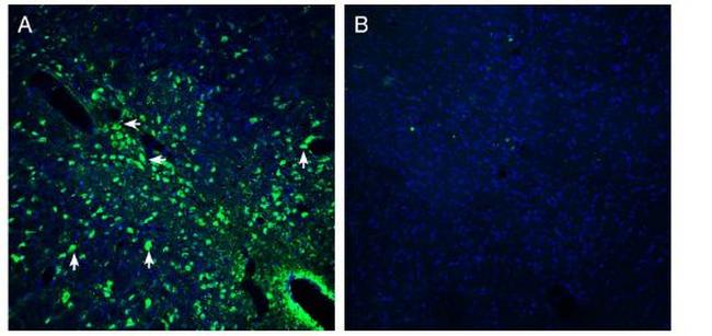 Presenilin-2 Antibody in Immunohistochemistry (Frozen) (IHC (F))