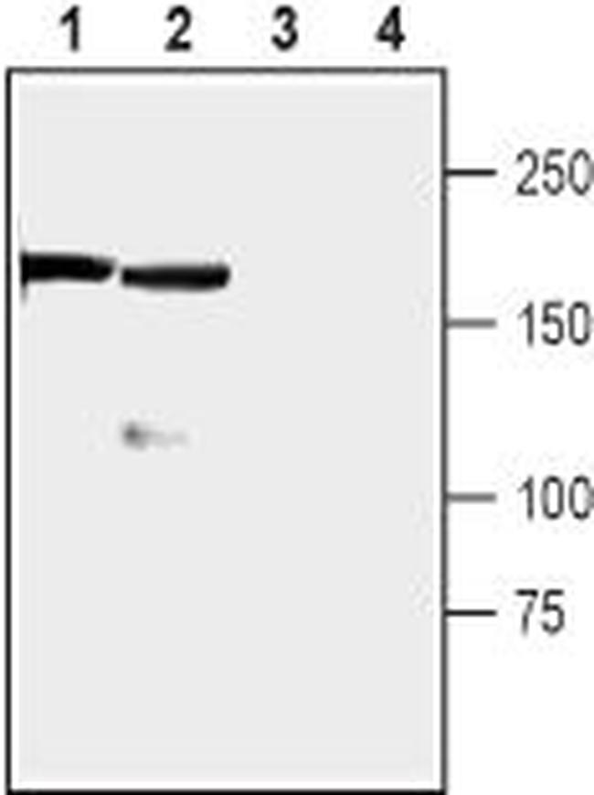 RIM1 Antibody in Western Blot (WB)