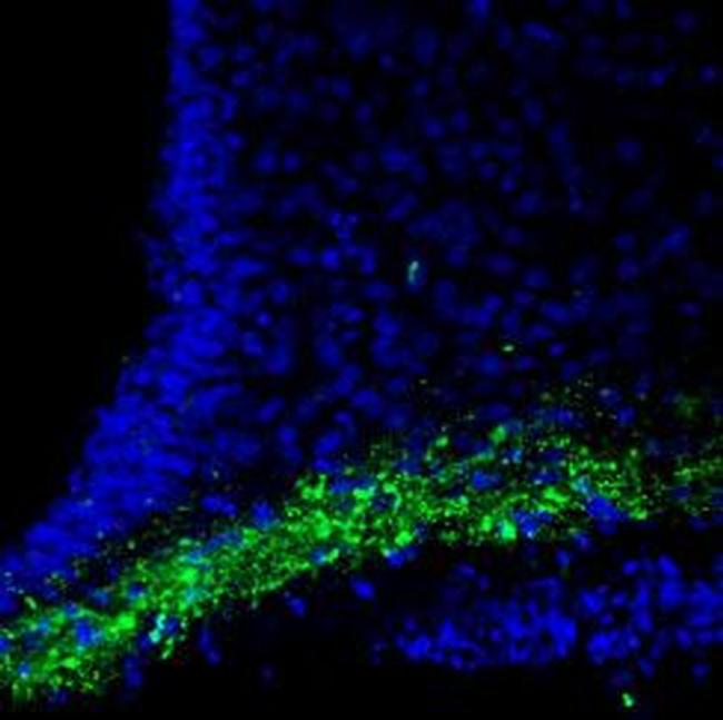 CASK Antibody in Immunohistochemistry (Frozen) (IHC (F))