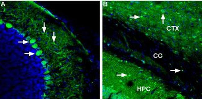 Ferroportin (SLC40A1) Antibody in Immunohistochemistry (Frozen) (IHC (F))