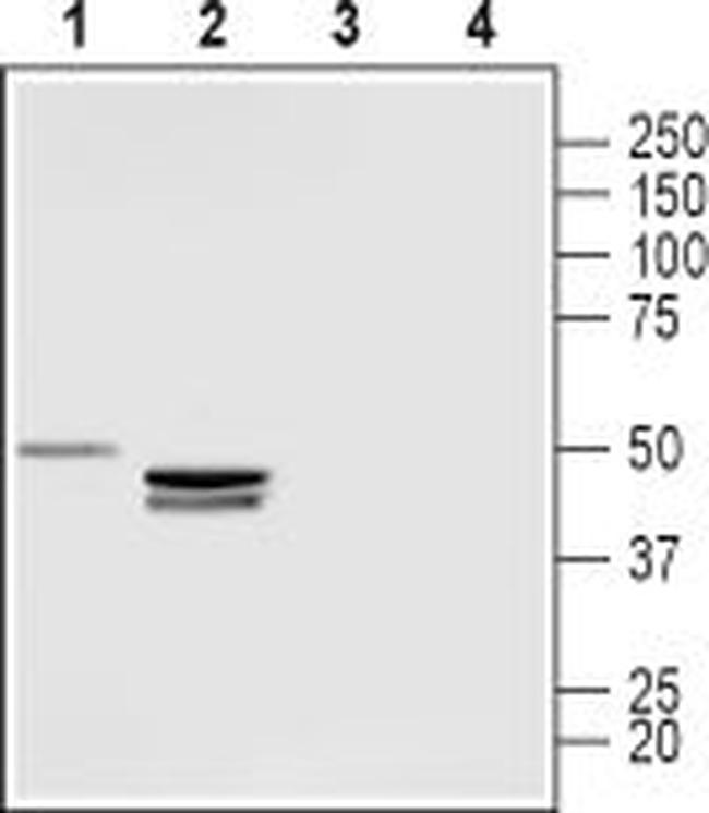 LPAR3 (EDG7) (extracellular) Antibody in Western Blot (WB)