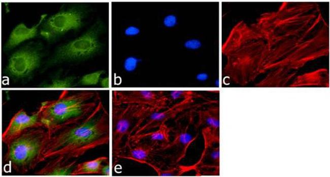 GAPDH Antibody in Immunocytochemistry (ICC/IF)