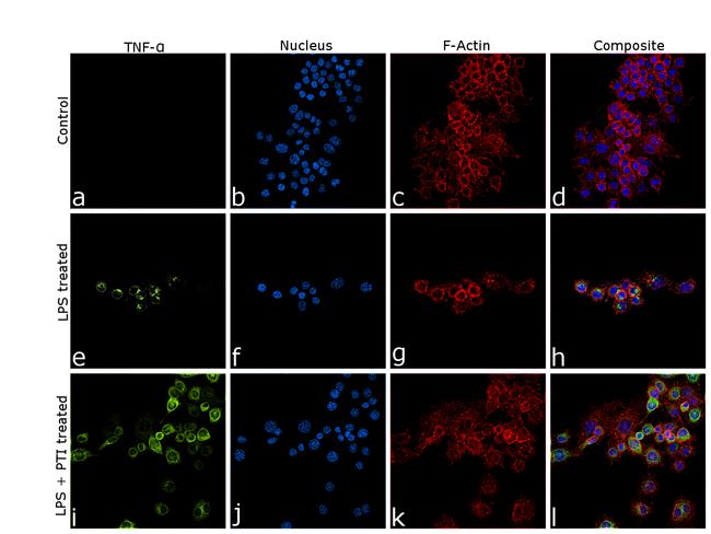 TNF alpha Antibody in Immunocytochemistry (ICC/IF)