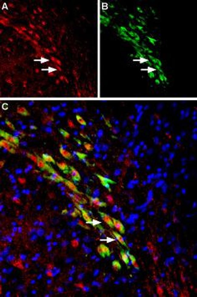 VMAT2 Antibody in Immunohistochemistry (Frozen) (IHC (F))