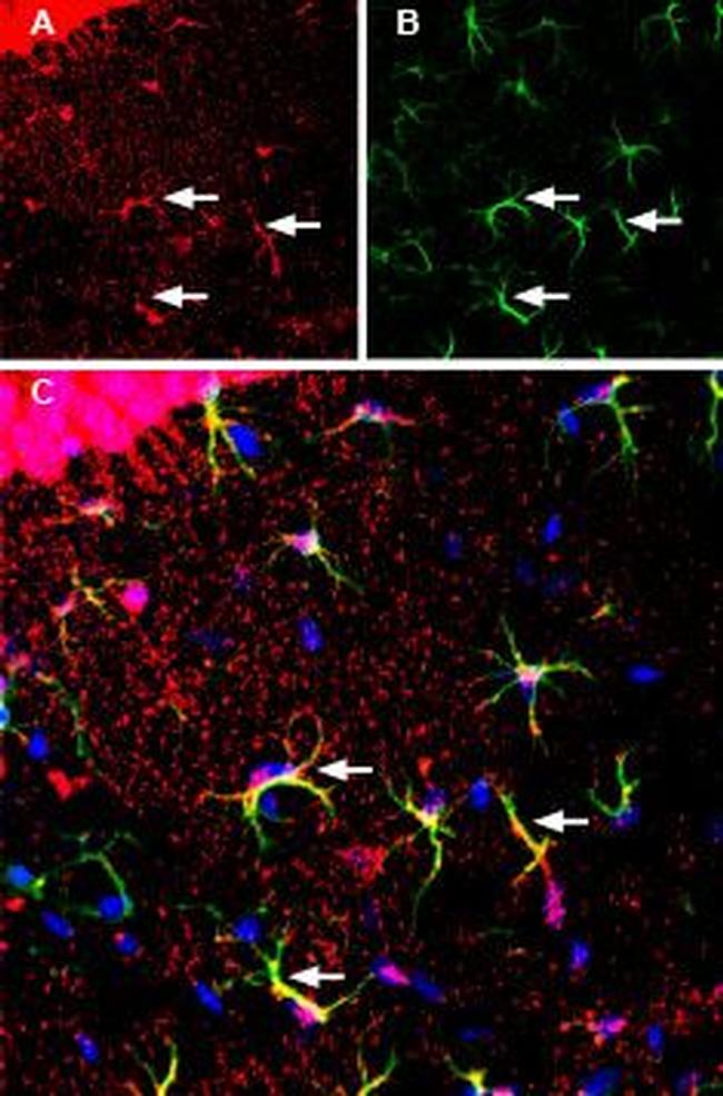 MCT1 (SLC16A1) (extracellular) Antibody in Immunohistochemistry (Frozen) (IHC (F))