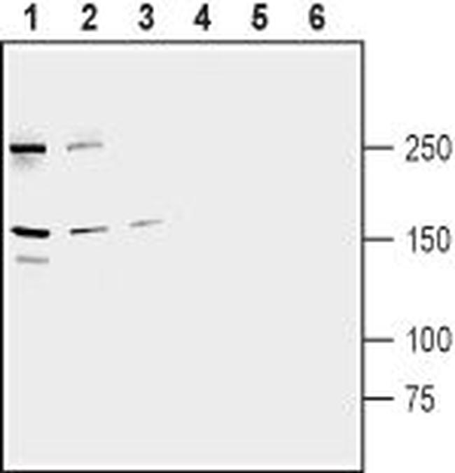 ABCB1/MDR1 Antibody in Western Blot (WB)