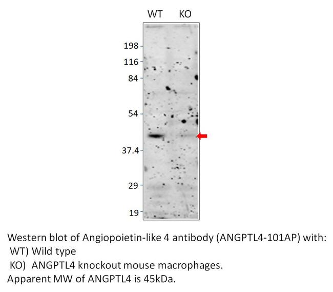 Angiopoietin-like 4 Antibody in Western Blot (WB)