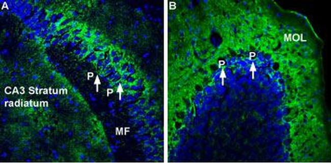 Alpha 2 Na+/K+ ATPase Antibody in Immunohistochemistry (Frozen) (IHC (F))