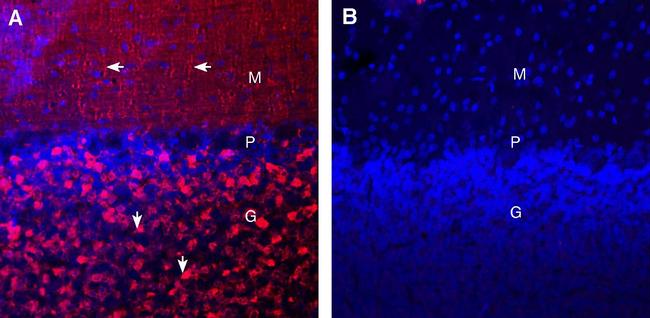 Synaptotagmin-1 (SYT1) Antibody in Immunohistochemistry (Frozen) (IHC (F))