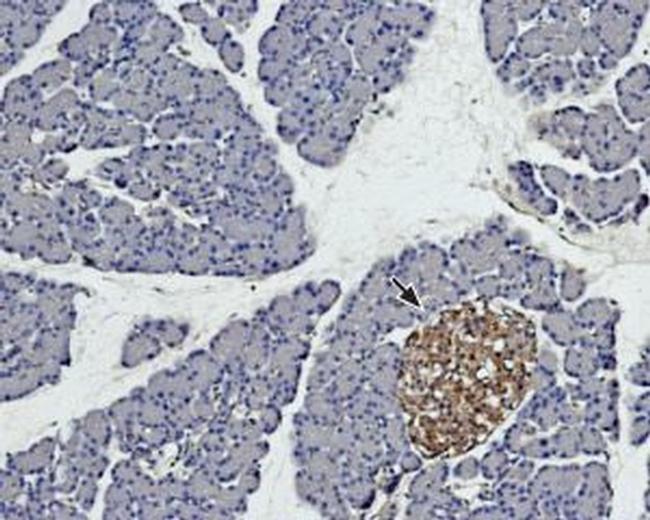 Syntaxin 4 Antibody in Immunohistochemistry (Paraffin) (IHC (P))