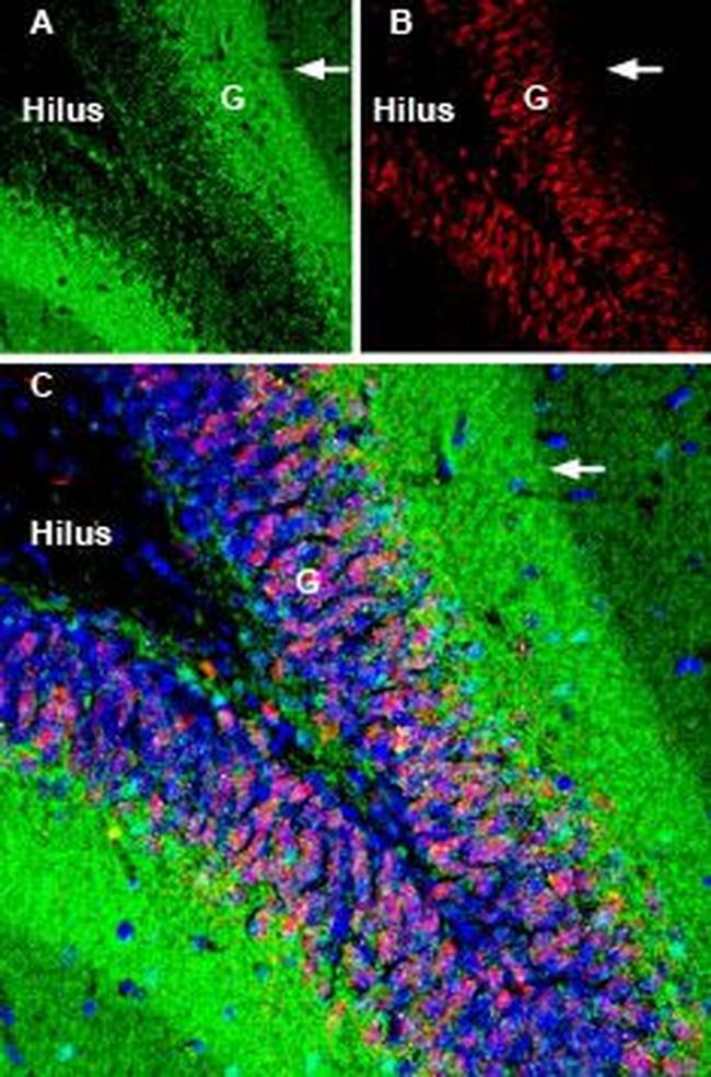 GAP43 Antibody in Immunohistochemistry (Frozen) (IHC (F))