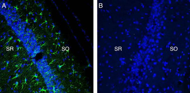 TREM2 (extracellular) Antibody in Immunohistochemistry (Frozen) (IHC (F))