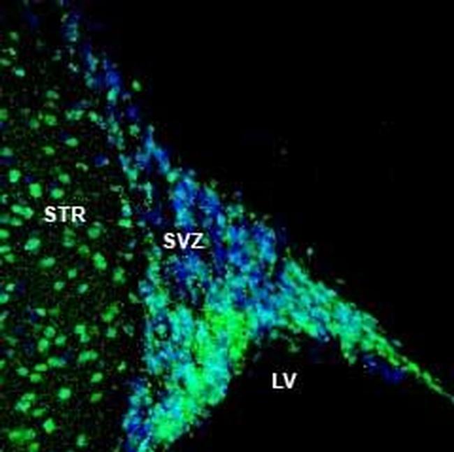 NPY1R (extracellular) Antibody in Immunohistochemistry (Frozen) (IHC (F))