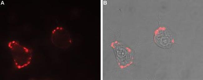 Neurexin 1 alpha (extracellular) Antibody in Immunocytochemistry (ICC/IF)