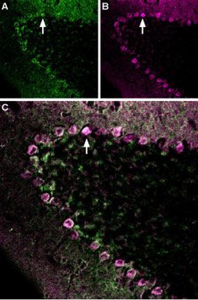 Neurexin 1 alpha (extracellular) Antibody in Immunohistochemistry (Frozen) (IHC (F))