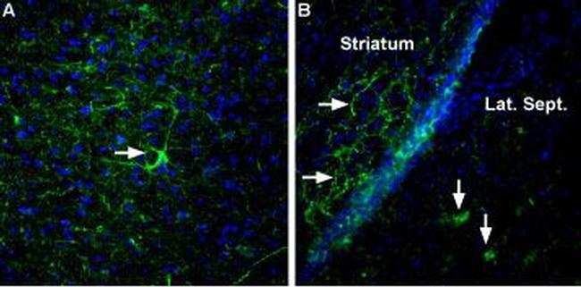 Neurexin 3 alpha (extracellular) Antibody in Immunohistochemistry (IHC)