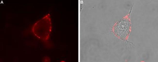 Neuroligin 1 (extracellular) Antibody in Immunocytochemistry (ICC/IF)