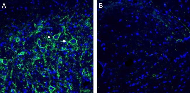 Neuroligin 3 (extracellular) Antibody in Immunohistochemistry (Frozen) (IHC (F))