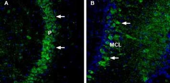 NCAM2 (extracellular) Antibody in Immunohistochemistry (Frozen) (IHC (F))